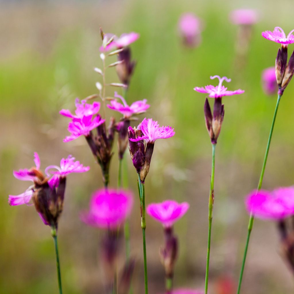 Clavelina de los cartujos - Dianthus carthusianorum