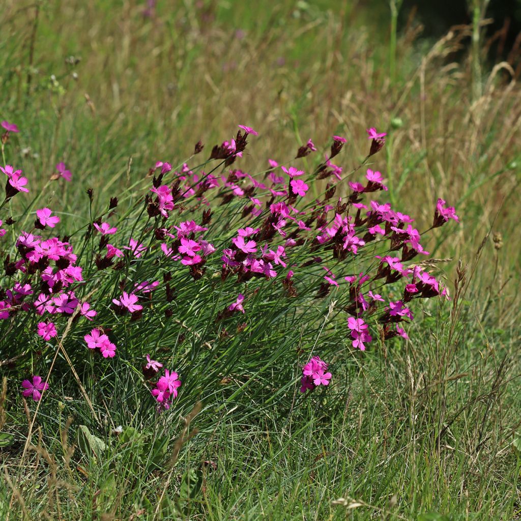 Clavelina de los cartujos - Dianthus carthusianorum