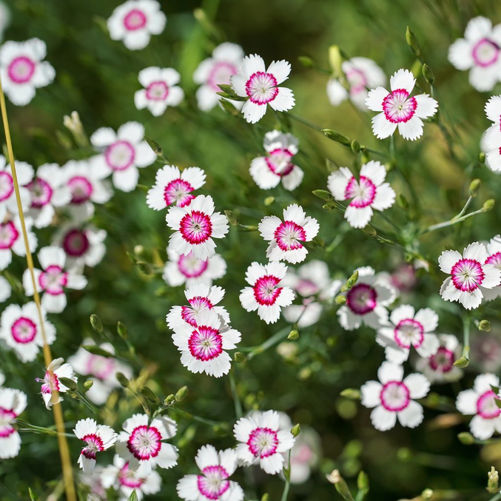 Clavellina - Dianthus deltoides Arctic Fire