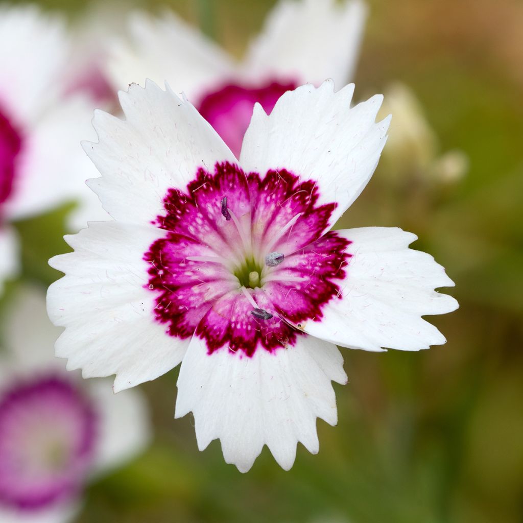 Clavellina - Dianthus deltoides Arctic Fire