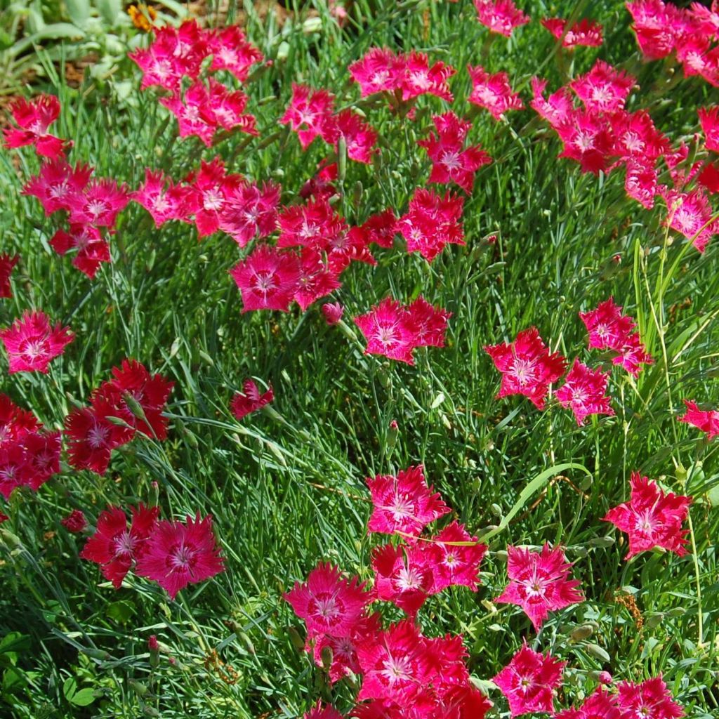 Dianthus deltoides Brillant, Oeillet à delta