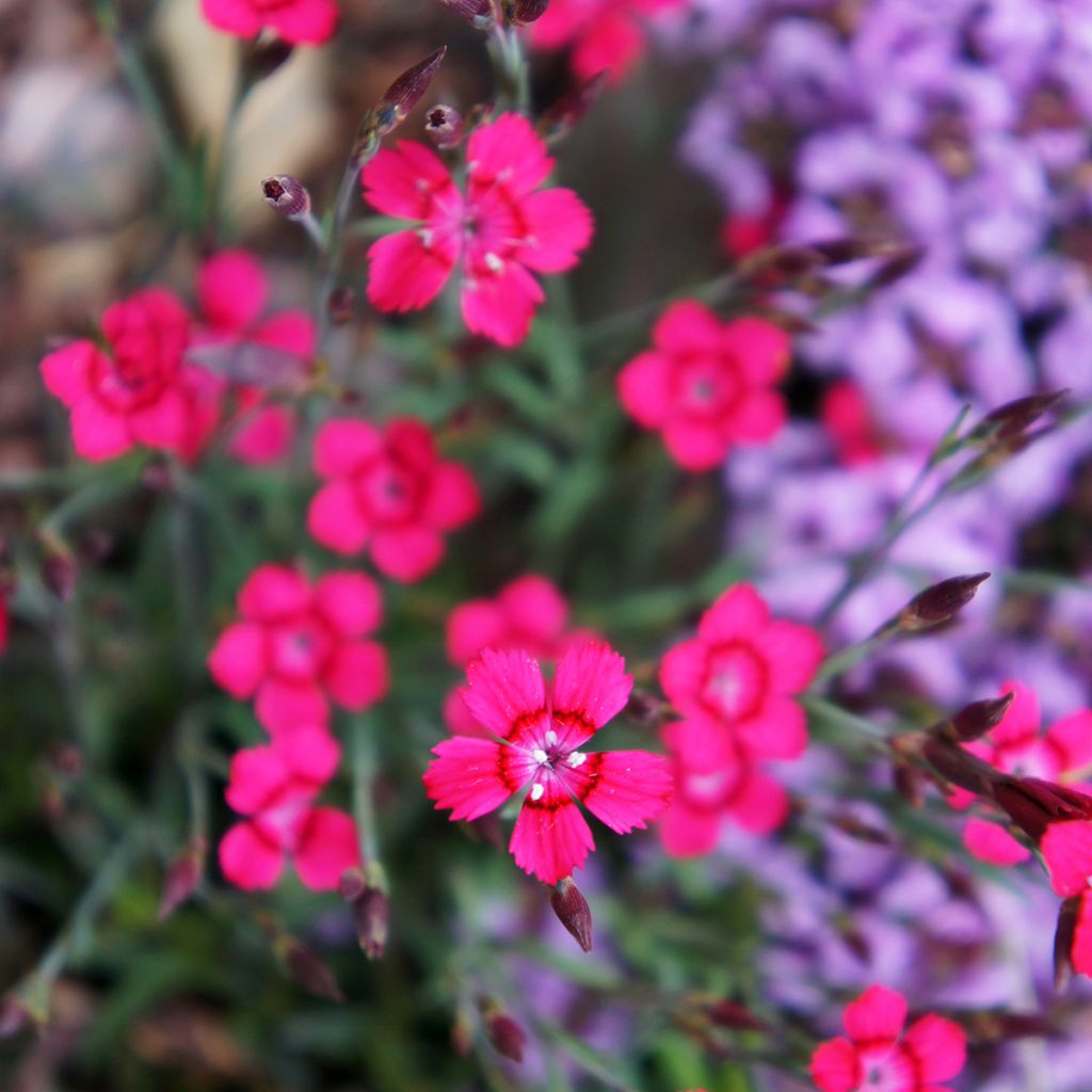 Clavellina - Dianthus deltoides Brillant