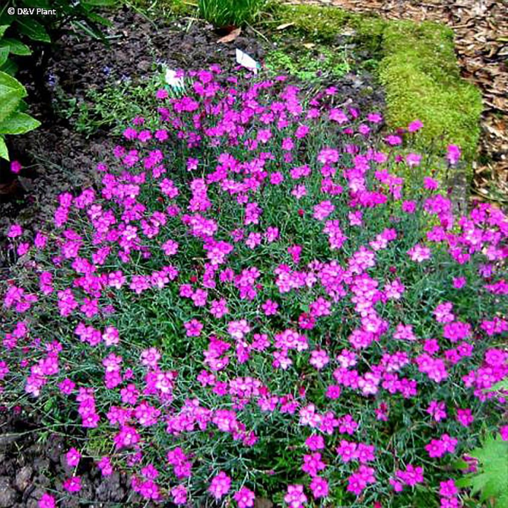 Clavellina - Dianthus deltoides