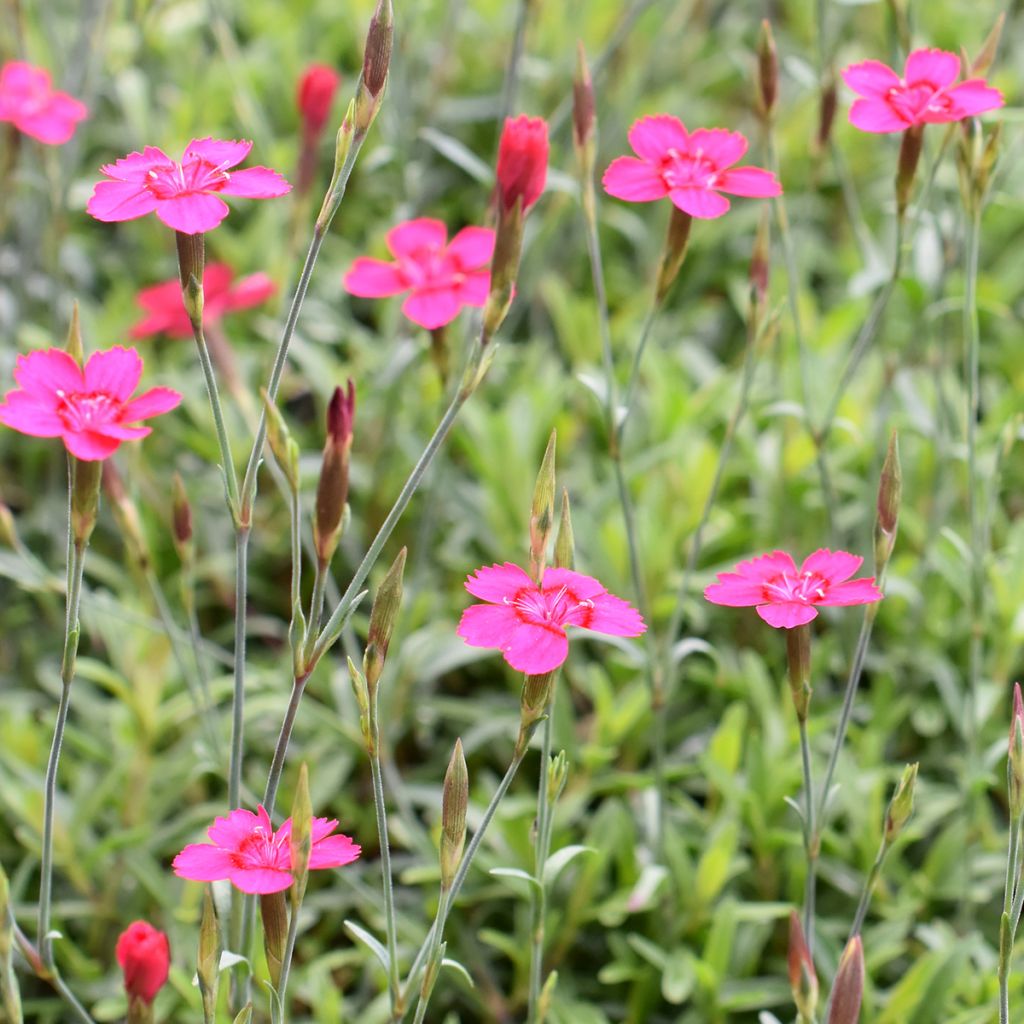 Clavellina - Dianthus deltoides