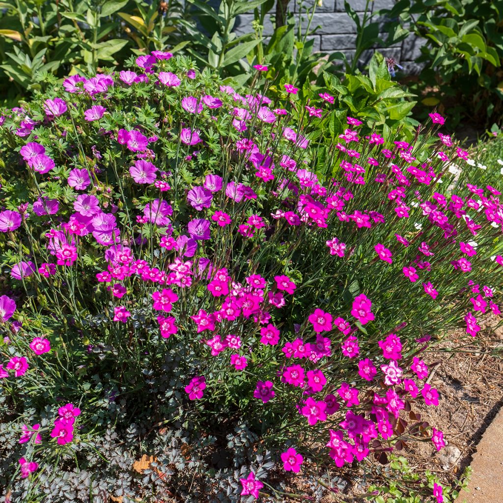 Clavellina - Dianthus deltoides