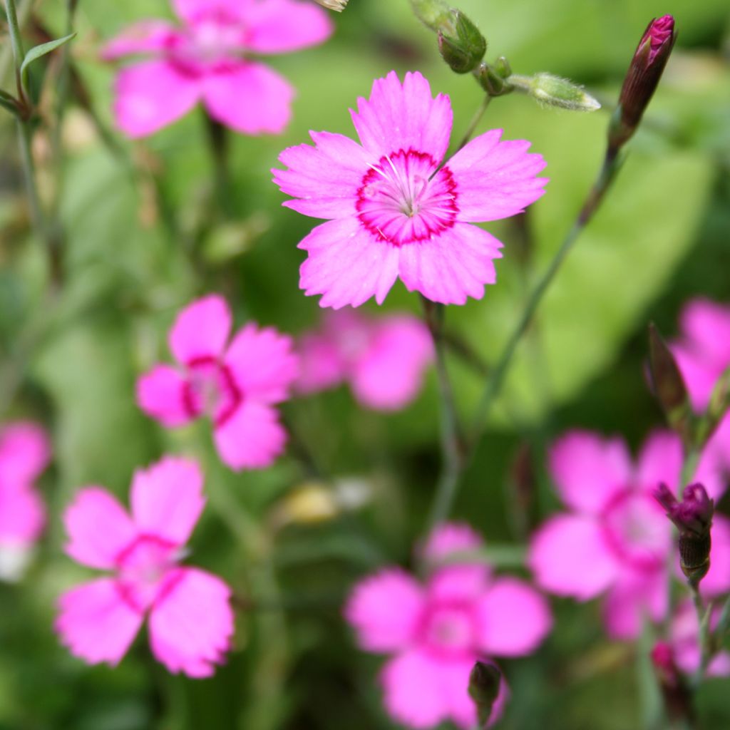 Clavellina - Dianthus deltoides