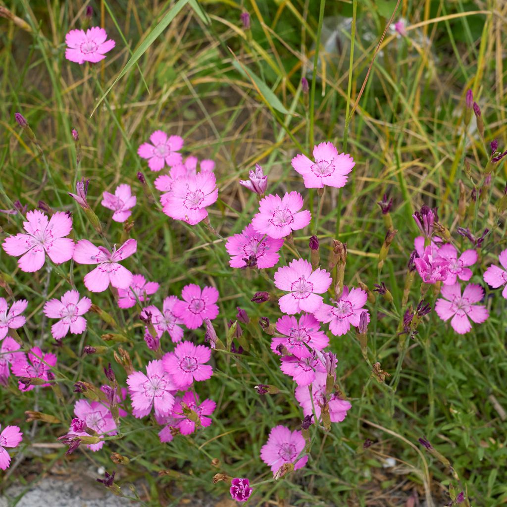 Clavellina - Dianthus deltoides