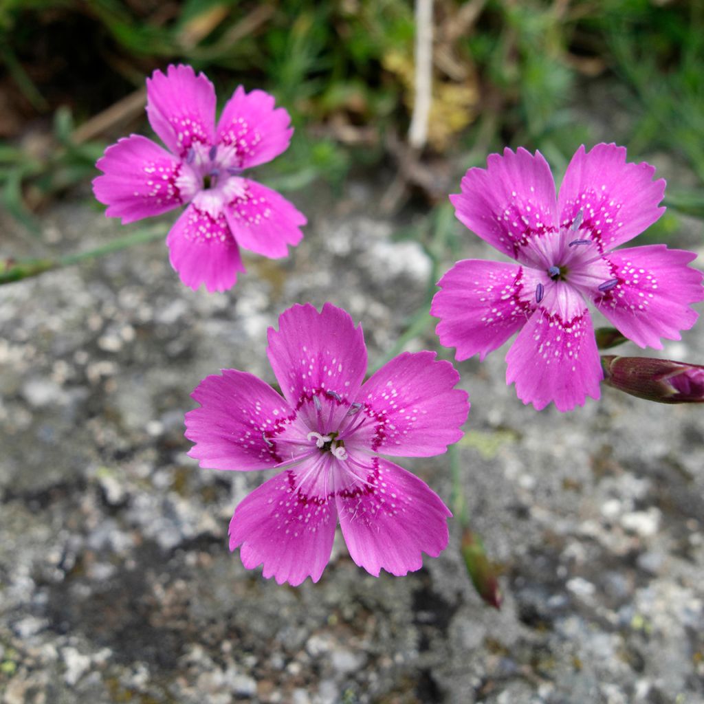 Clavellina - Dianthus deltoides