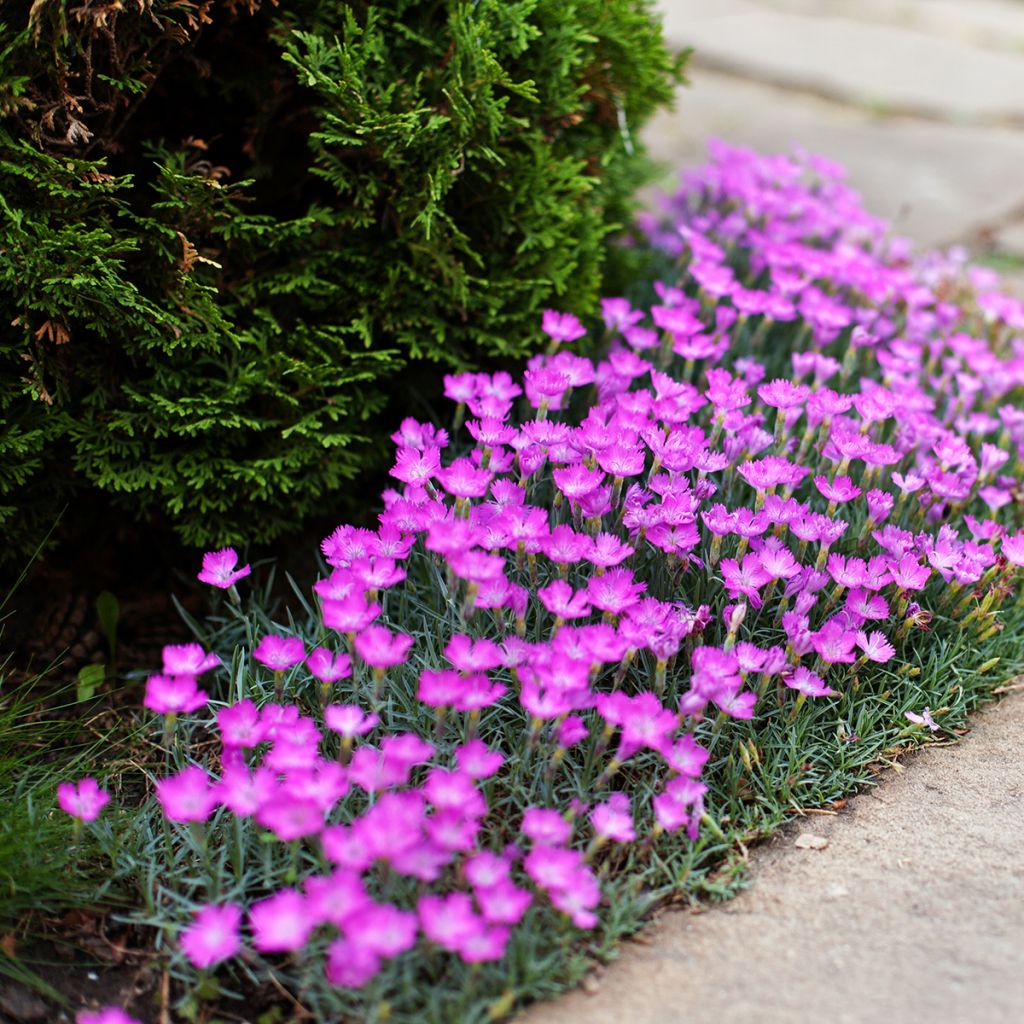 Clavellina - Dianthus deltoides