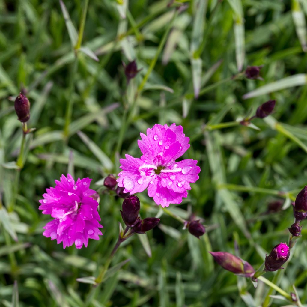 Clavel - Dianthus gratianopolitanus Badenia