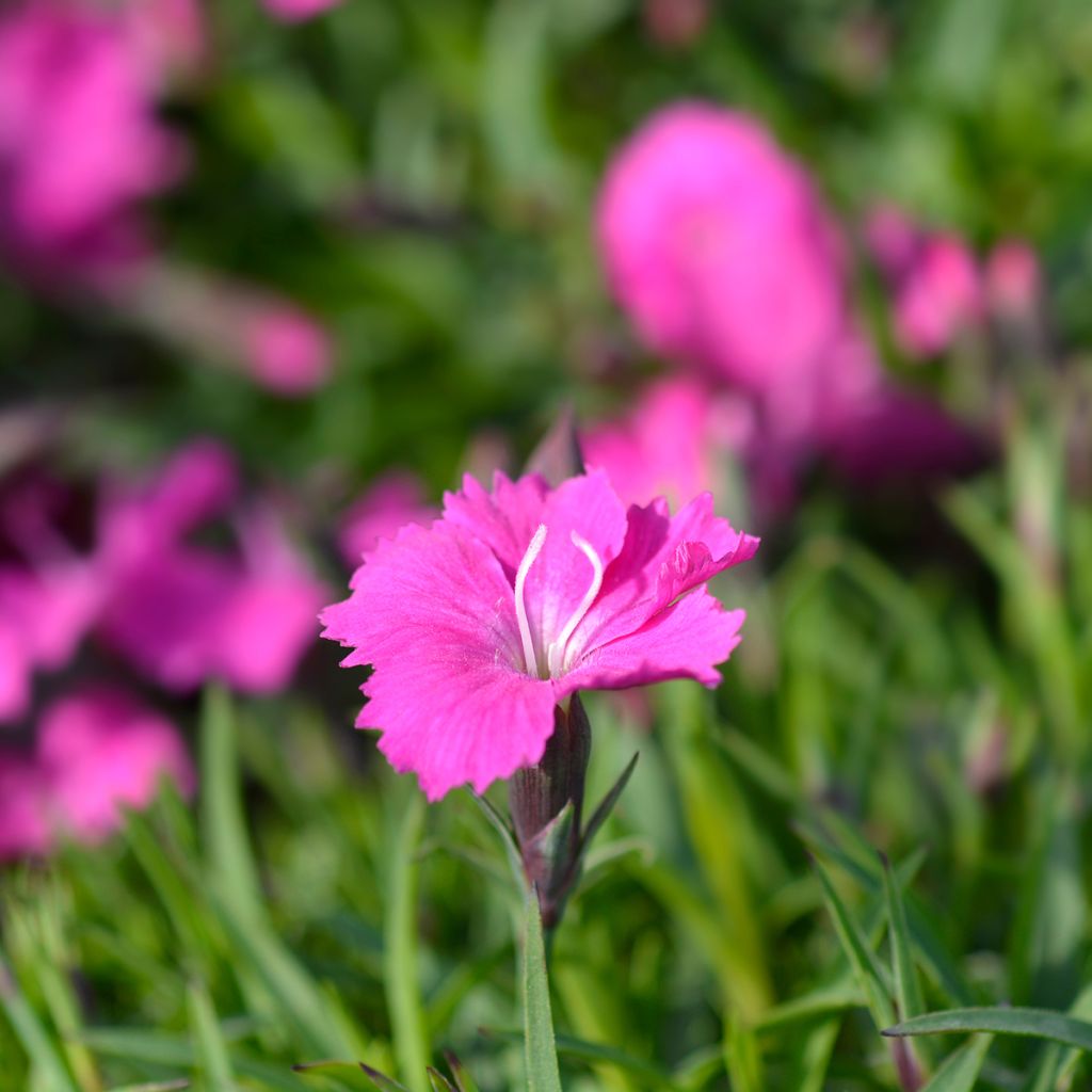 Clavel - Dianthus gratianopolitanus Kahori