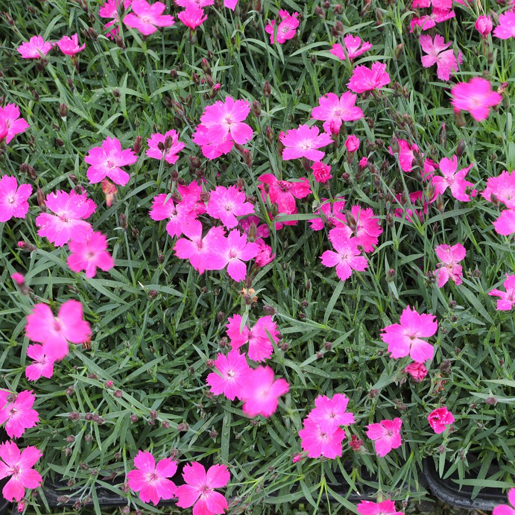 Clavel - Dianthus gratianopolitanus Kahori