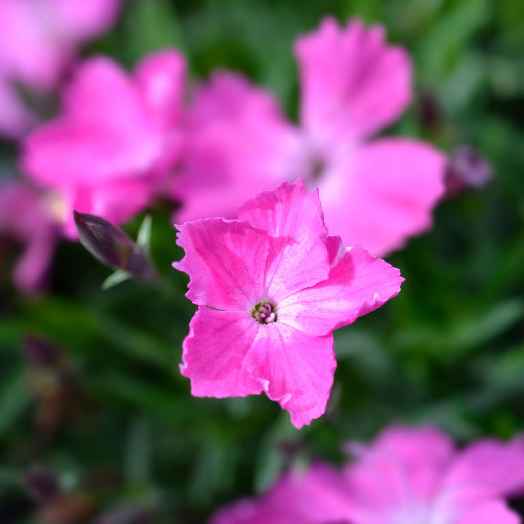 Clavel - Dianthus gratianopolitanus Kahori