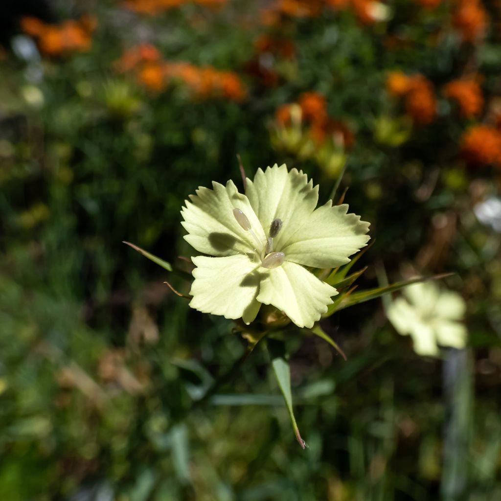 Dianthus knappii - Clavel