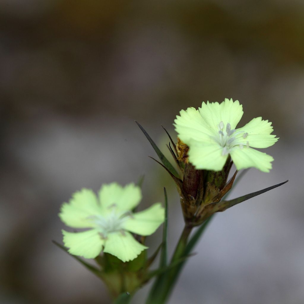 Dianthus knappii - Clavel