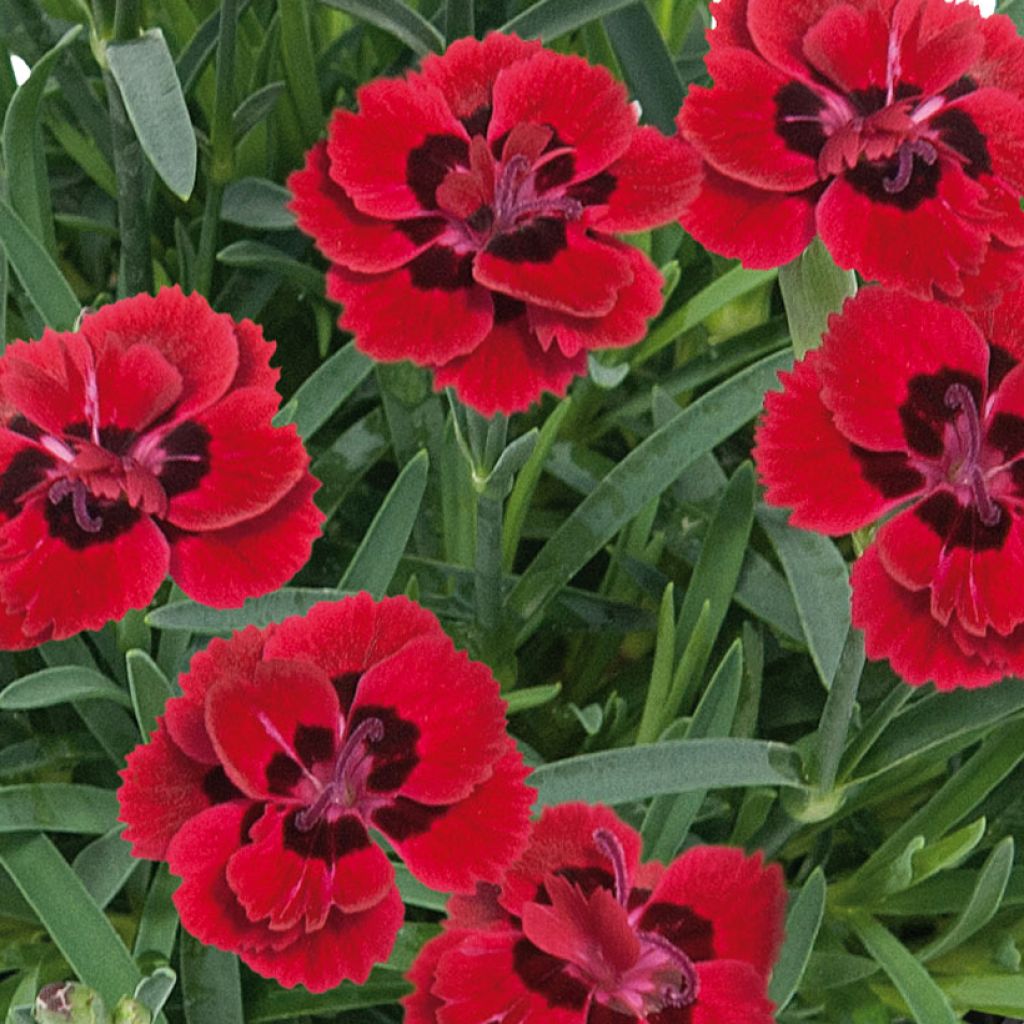 Clavel coronado Merci Fleuri - Dianthus plumarius