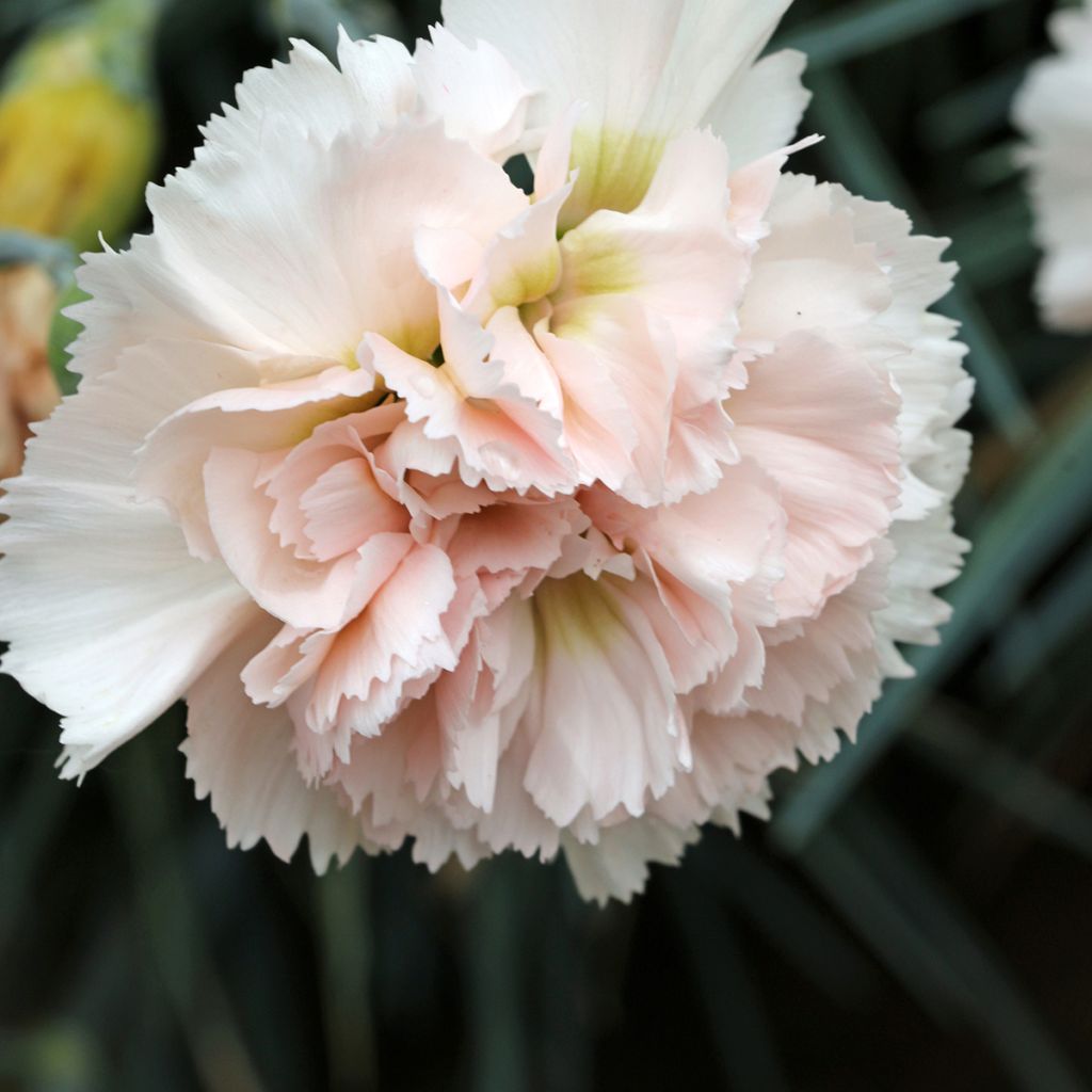 Clavel coronado Devon Cream - Dianthus plumarius