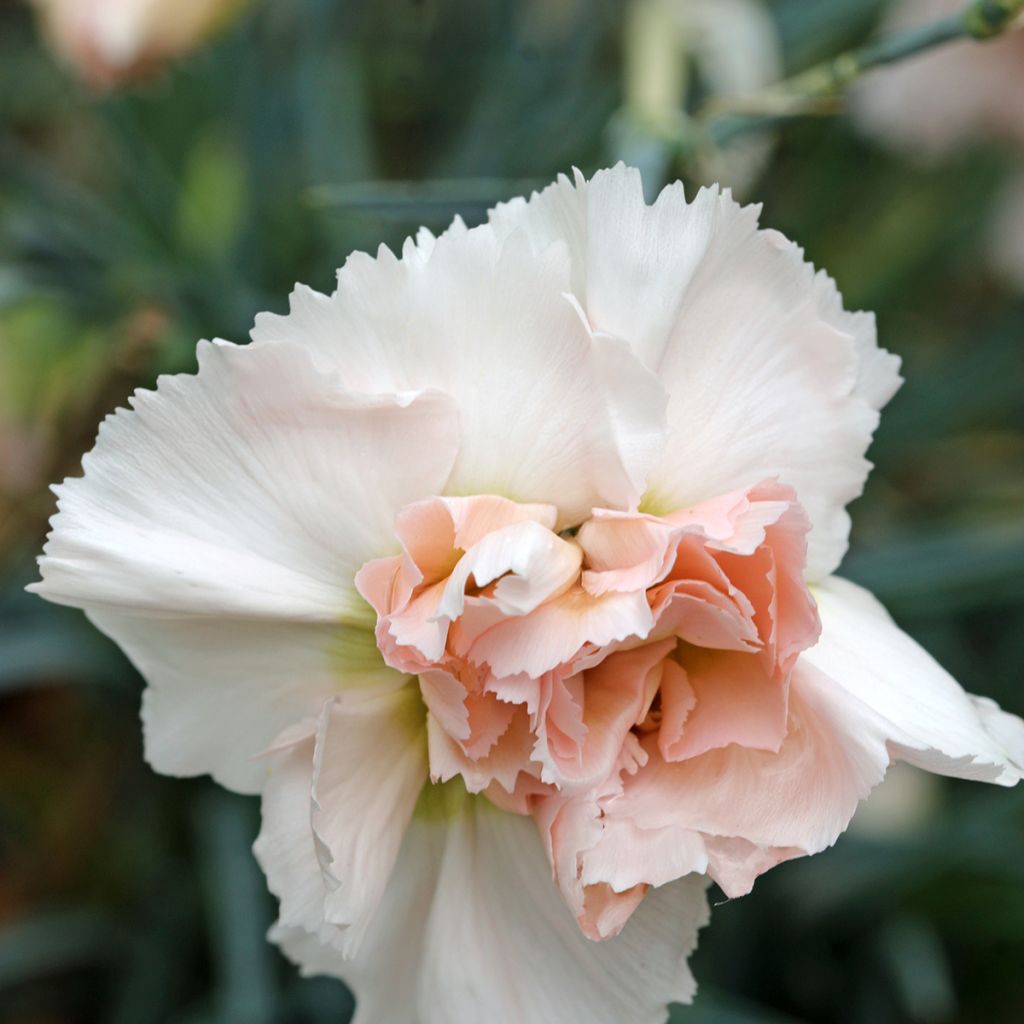 Clavel coronado Devon Cream - Dianthus plumarius