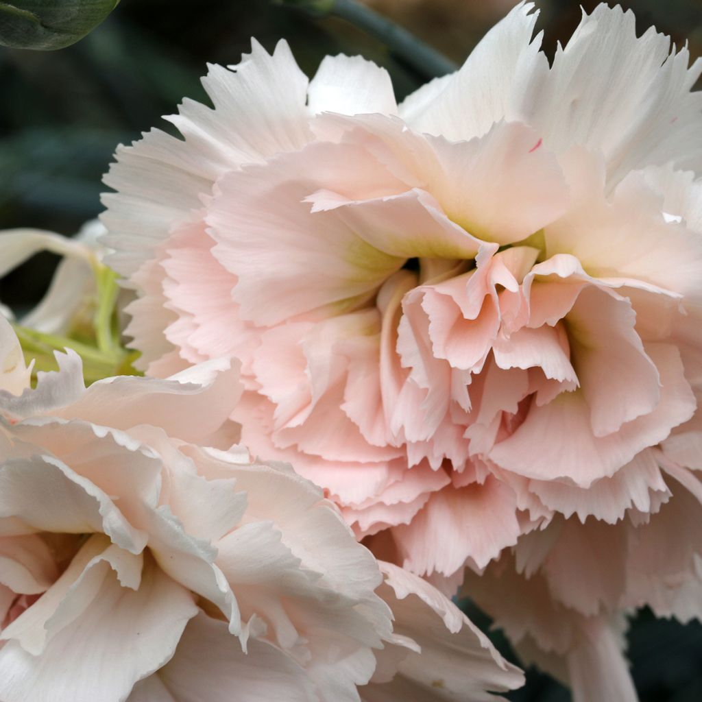 Clavel coronado Devon Cream - Dianthus plumarius