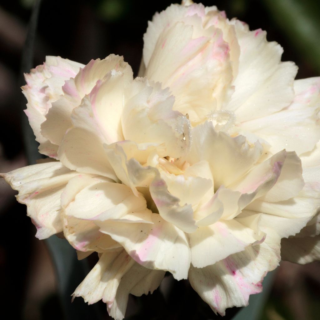 Clavel coronado Devon Cream - Dianthus plumarius