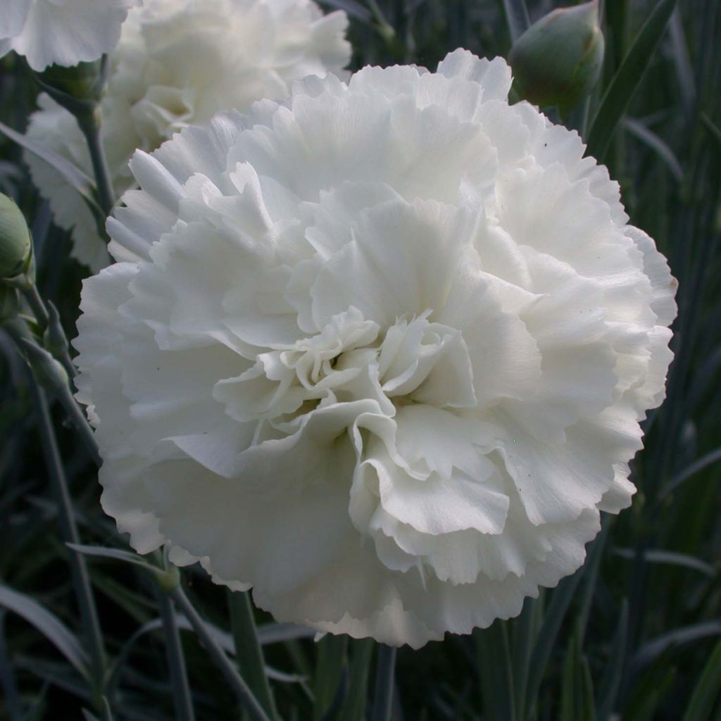 Dianthus plumarius Devon Dove - Oeillet mignardise.