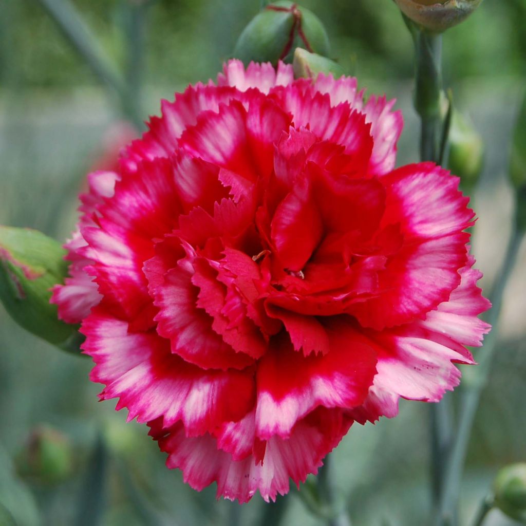 Clavel coronado Devon Magic - Dianthus plumarius