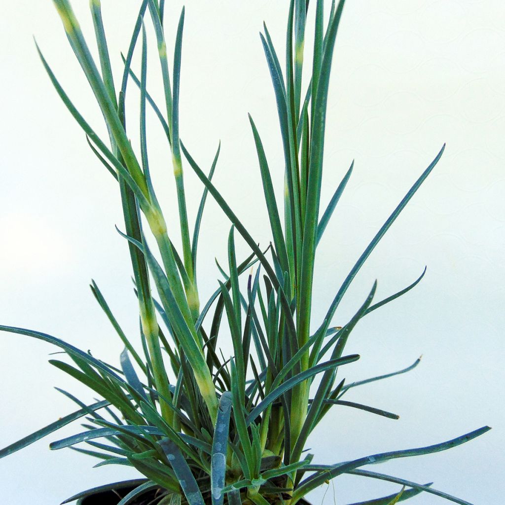 Clavel coronado Devon Magic - Dianthus plumarius