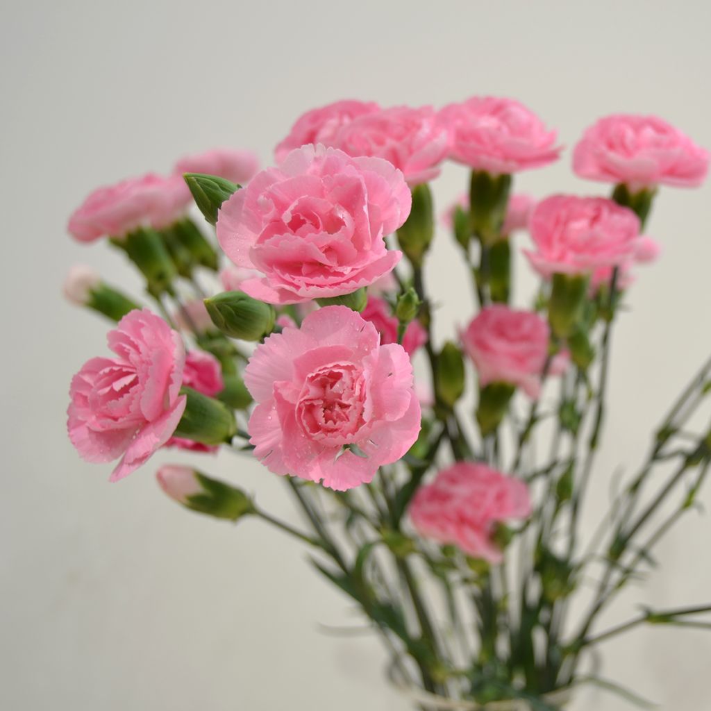 Clavel coronado Doris - Dianthus plumarius