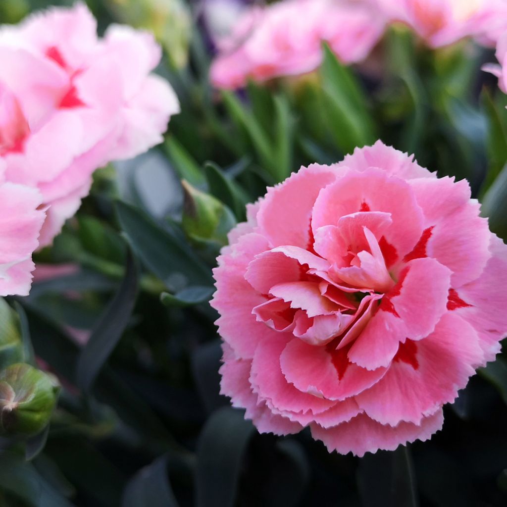 Clavel coronado Doris - Dianthus plumarius