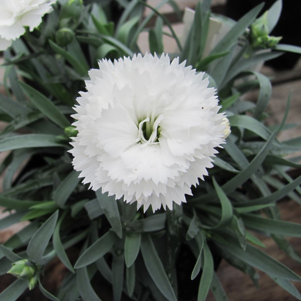 Dianthus plumarius Flore Pleno Albus, Oeillet