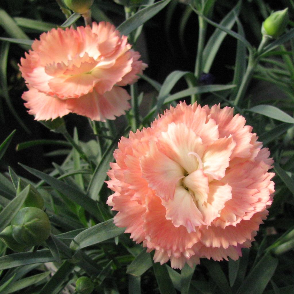 Dianthus plumarius Helen, Oeillet