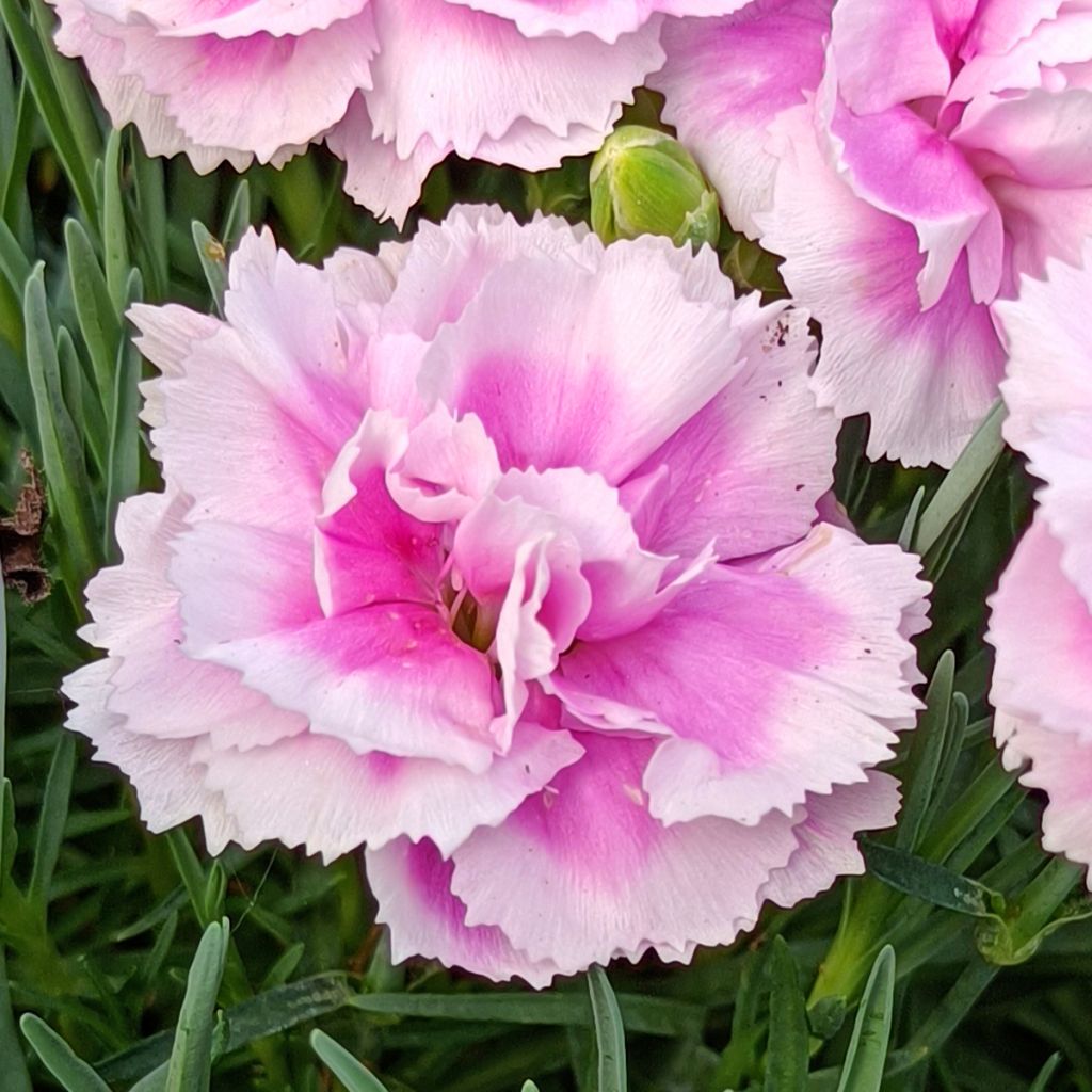 Clavel coronado Scent First Iced Gem - Dianthus plumarius