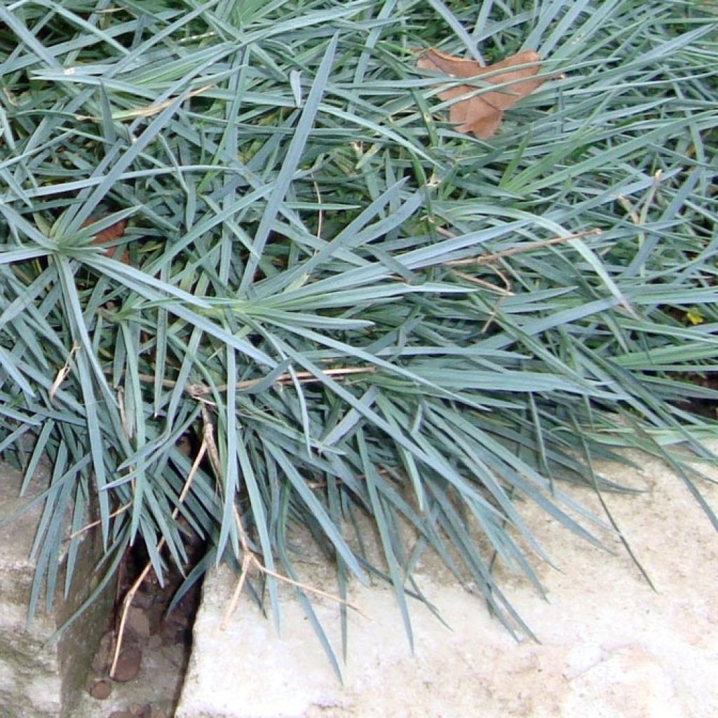 Dianthus plumarius Ine - Oeillet mignardise