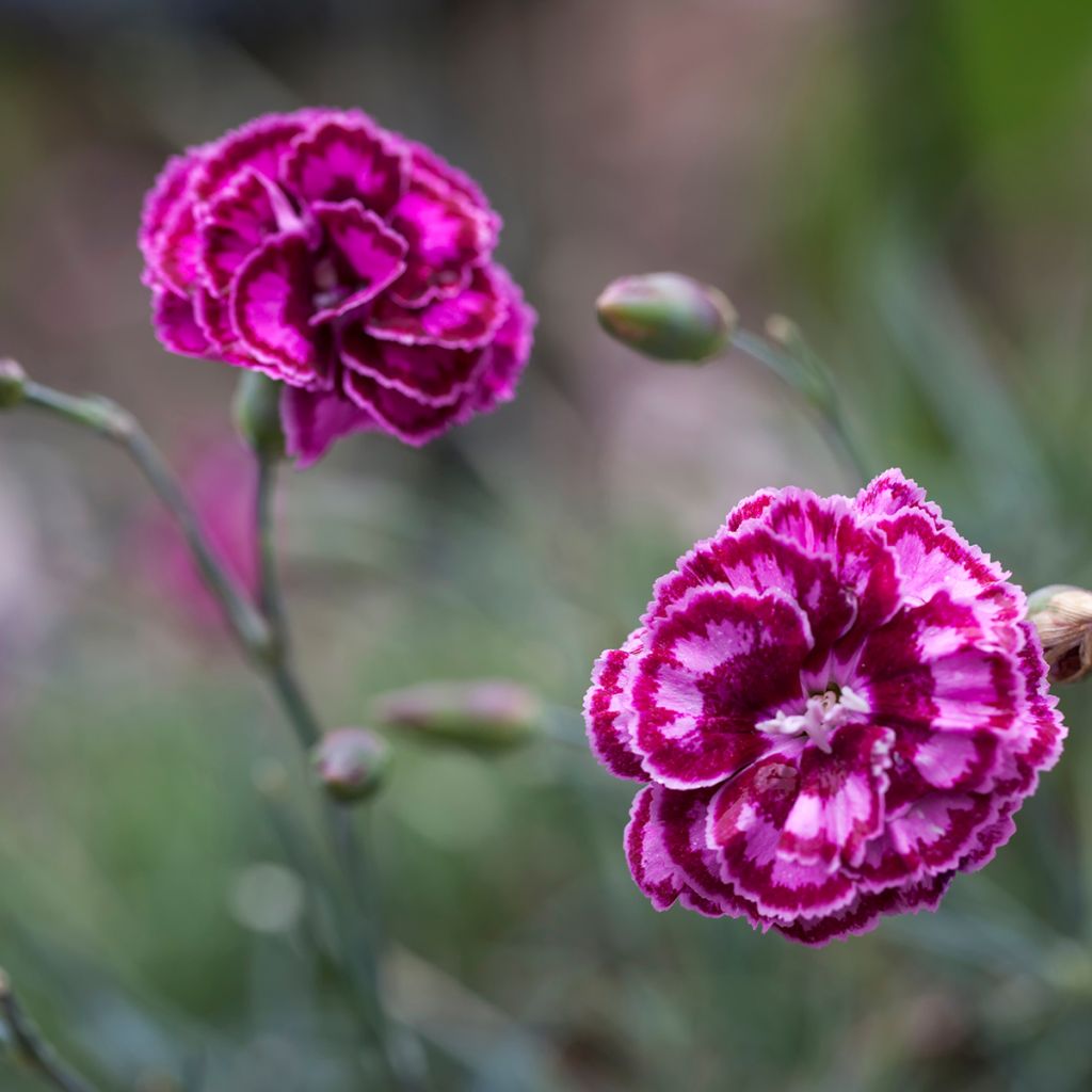 Clavel coronado Moulin Rouge - Dianthus plumarius