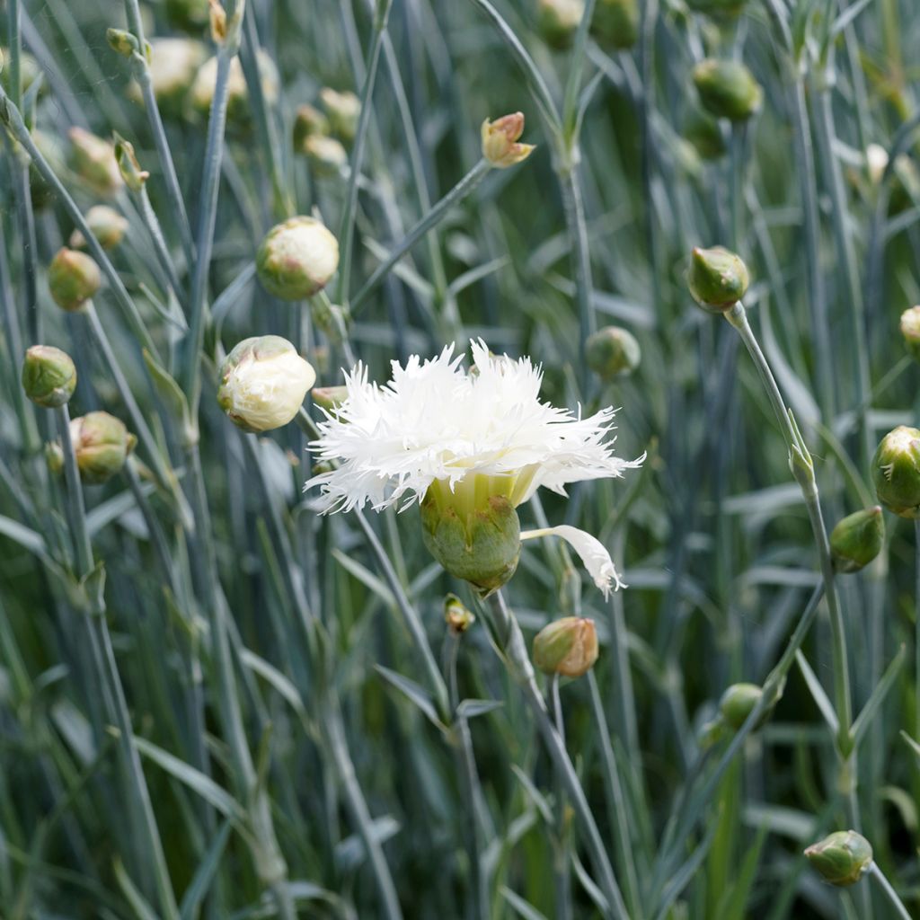 Clavel coronado Mrs Sinkins - Dianthus plumarius