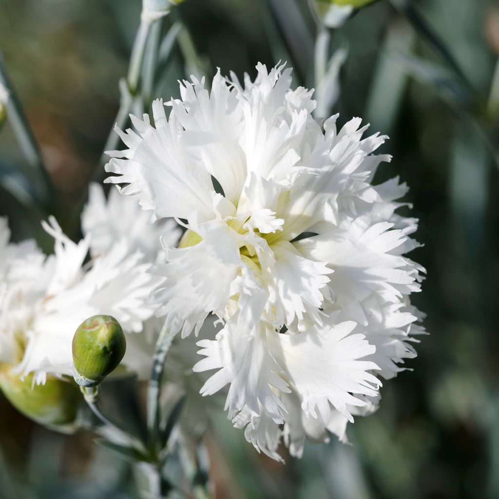 Clavel coronado Mrs Sinkins - Dianthus plumarius