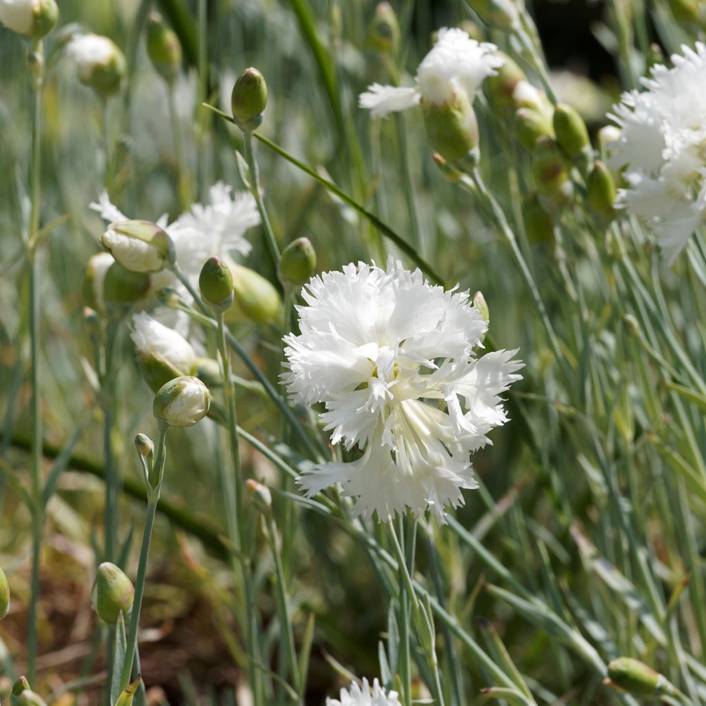 Clavel coronado Mrs Sinkins - Dianthus plumarius