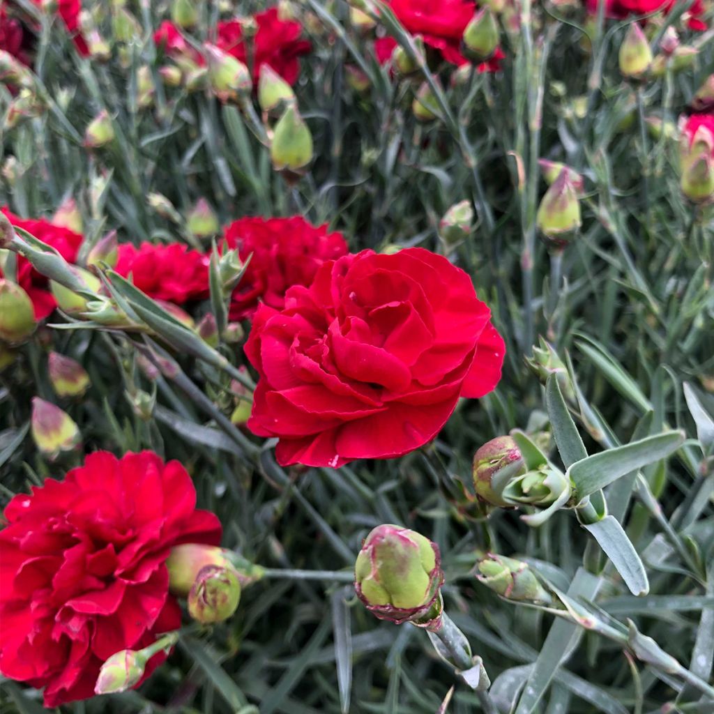 Clavel coronado Passion Hot Red - Dianthus plumarius