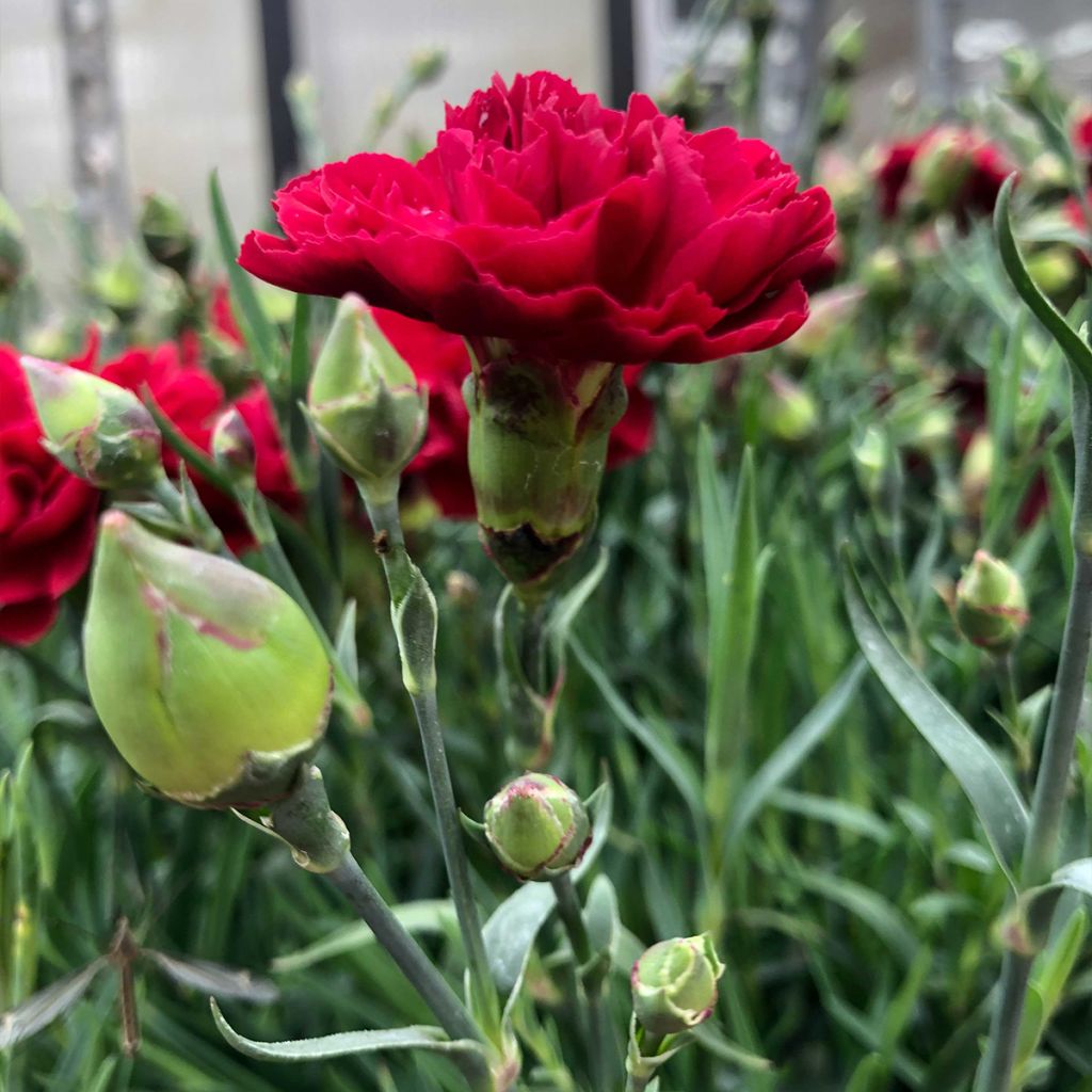 Clavel coronado Passion Hot Red - Dianthus plumarius