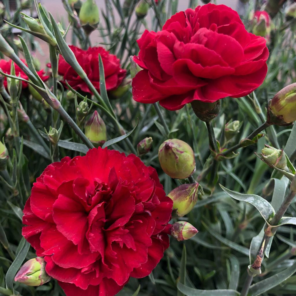 Clavel coronado Passion Hot Red - Dianthus plumarius