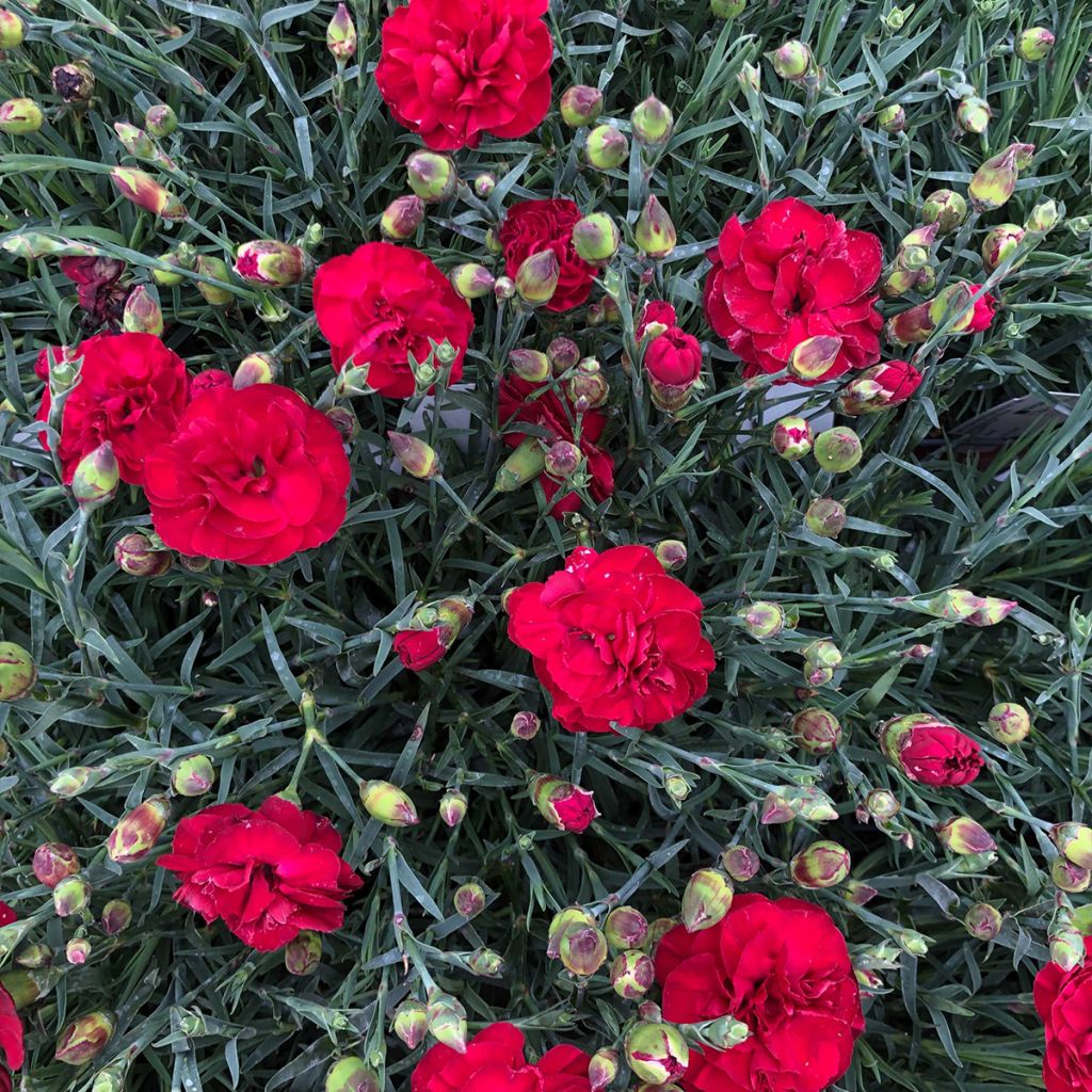 Clavel coronado Passion Hot Red - Dianthus plumarius