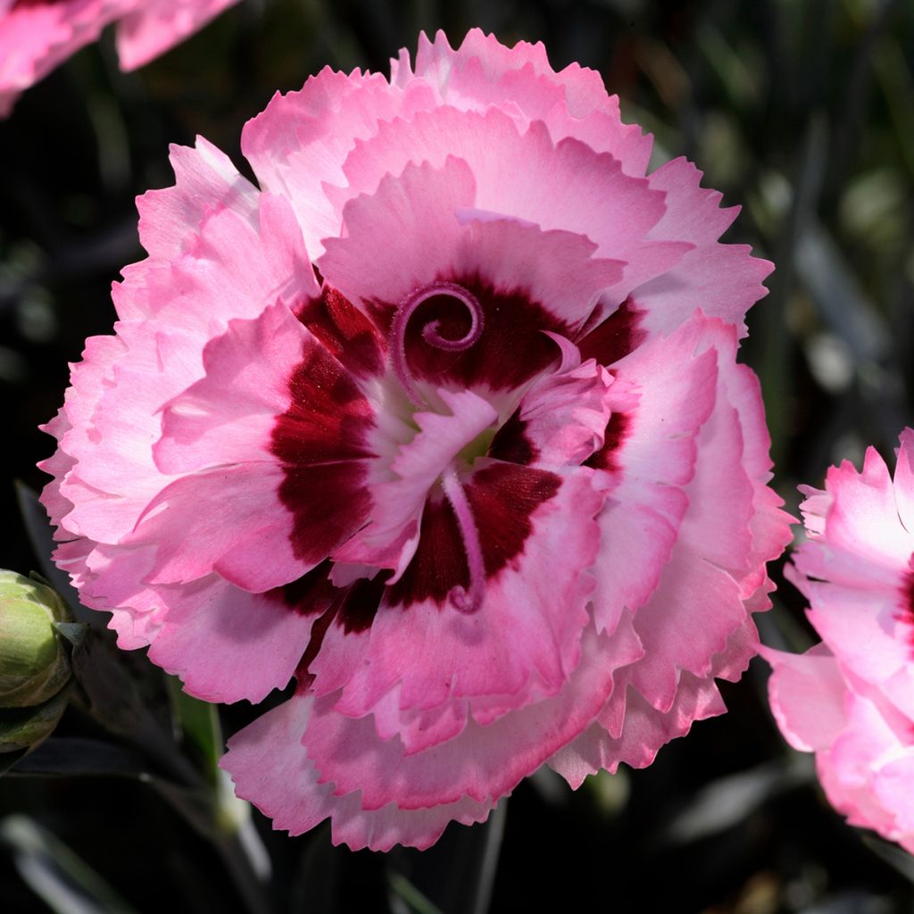 Clavel coronado Scent First Raspberry Sundae - Dianthus plumarius