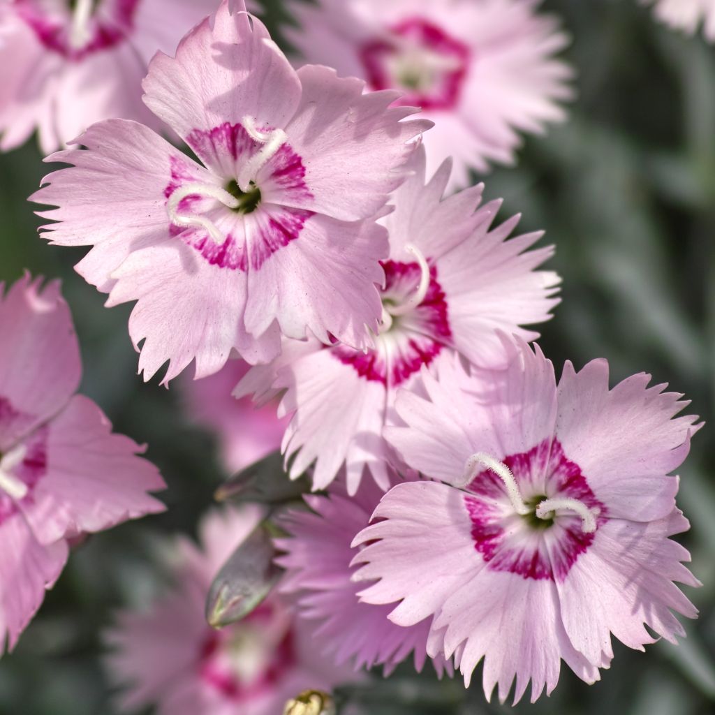 Dianthus spiculifolius - Clavel