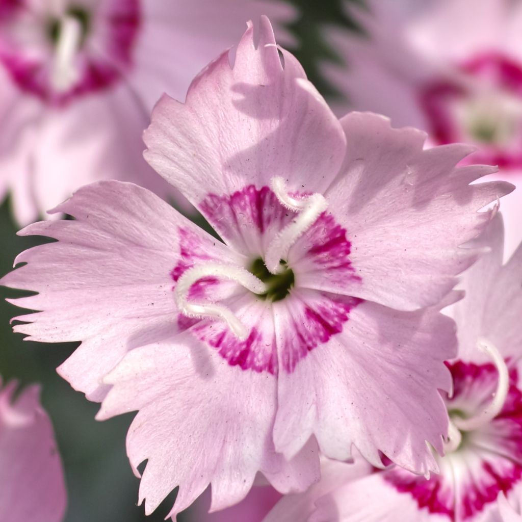 Dianthus spiculifolius - Clavel