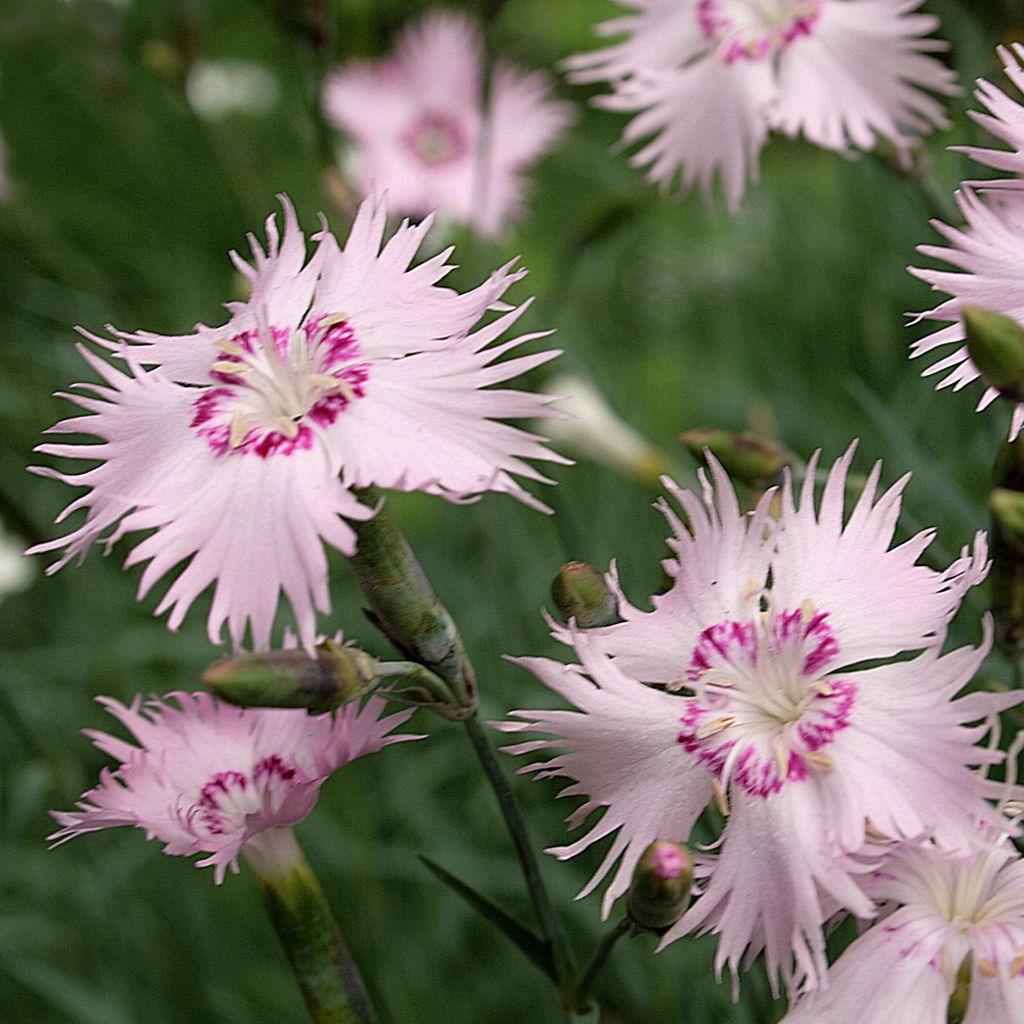 Dianthus spiculifolius - Clavel