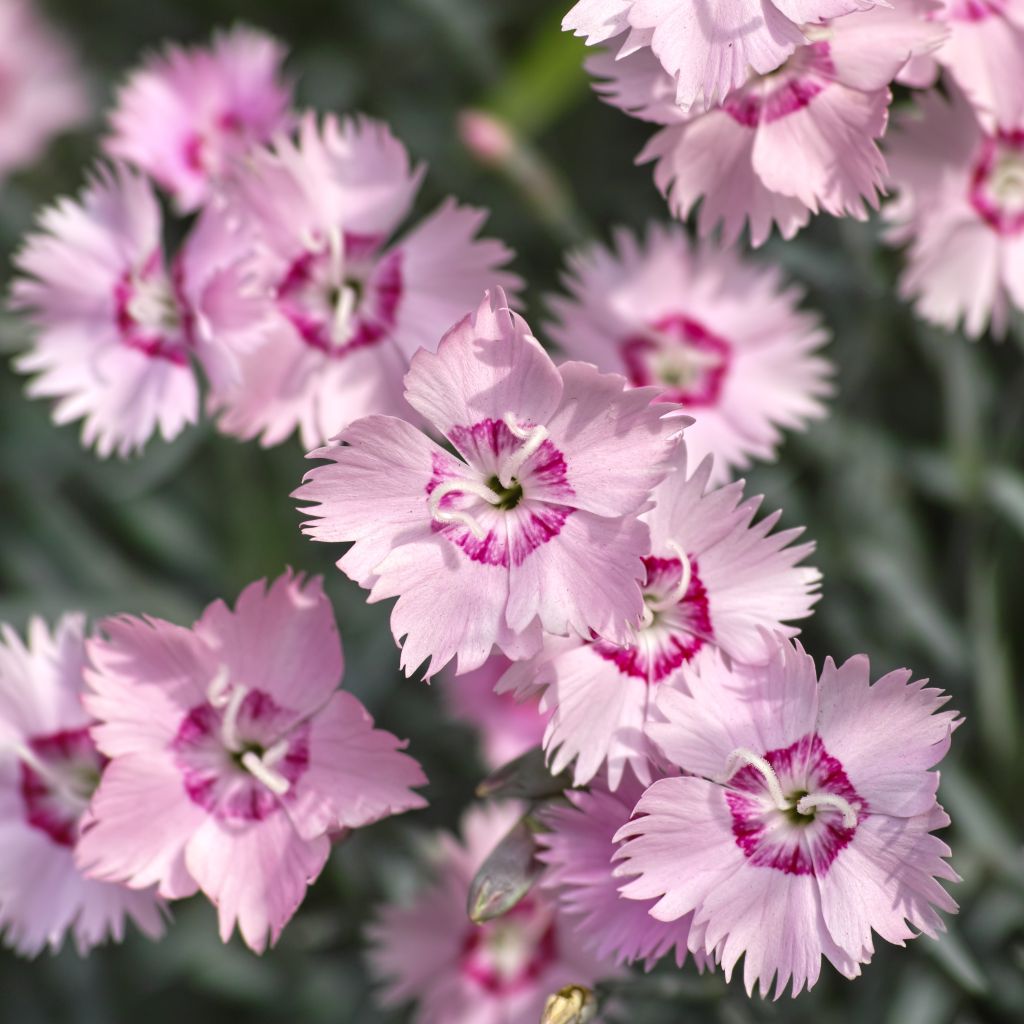 Dianthus spiculifolius - Clavel