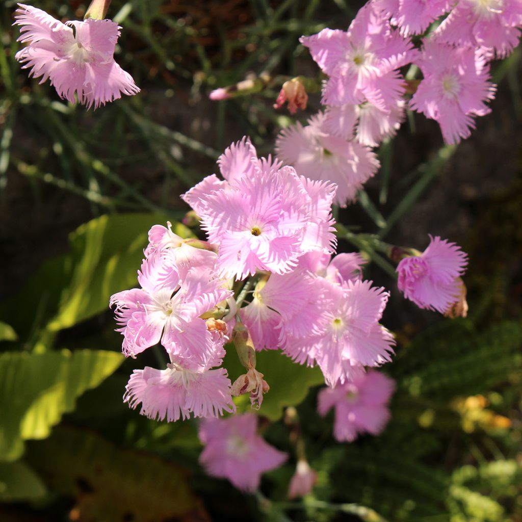 Dianthus spiculifolius - Clavel