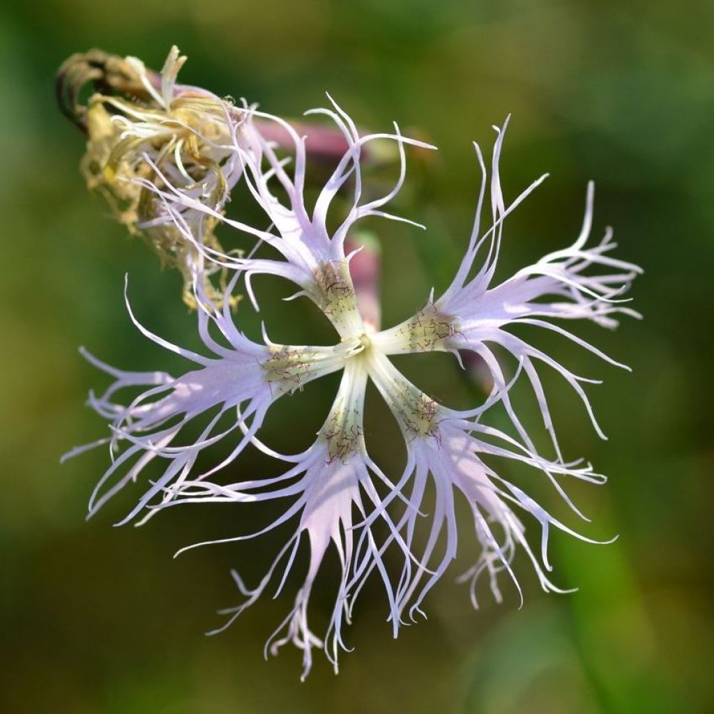 Dianthus superbus - Clavelito común