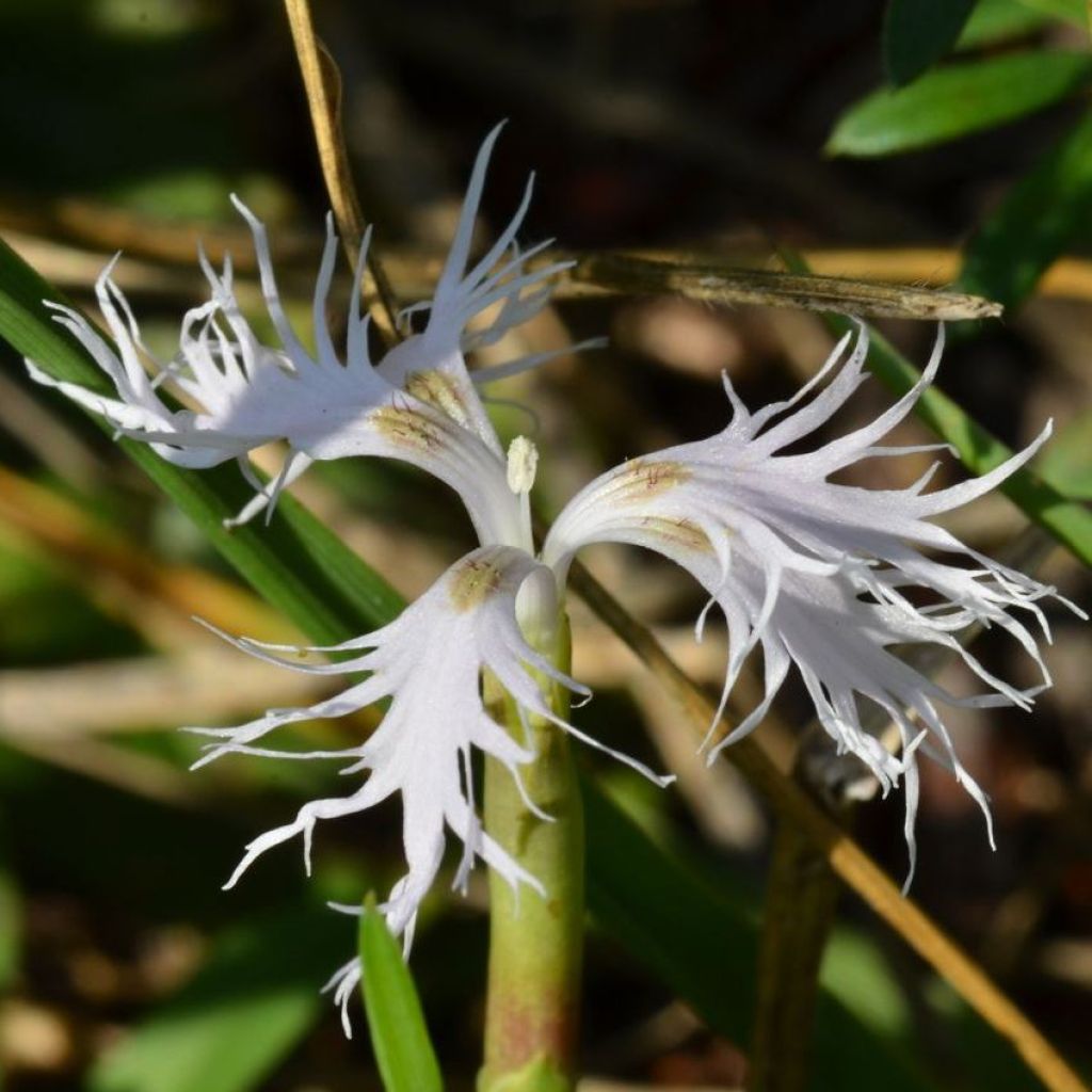 Dianthus superbus - Clavelito común