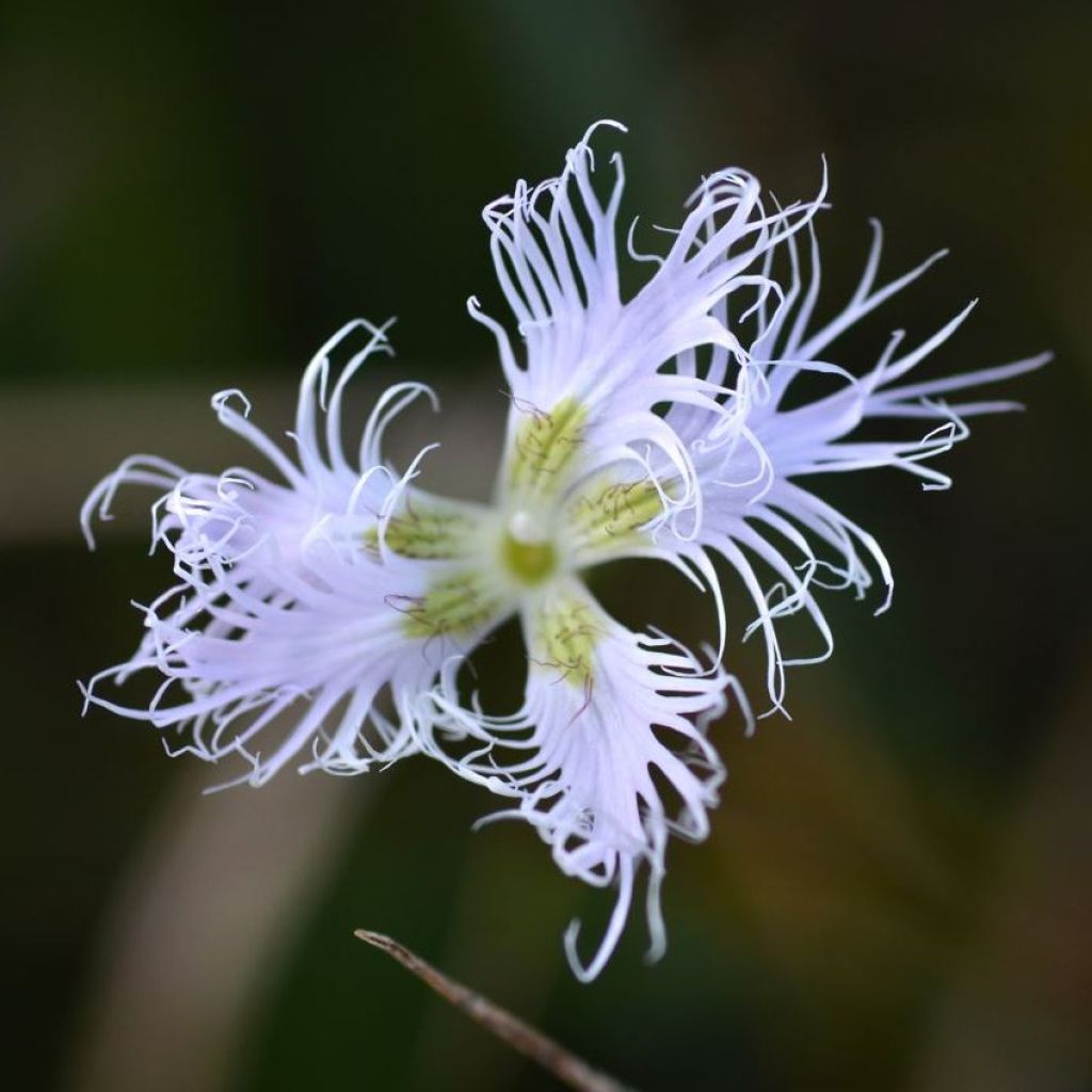 Dianthus superbus - Clavelito común